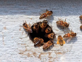 Скорая помощь для калужских пчёл 